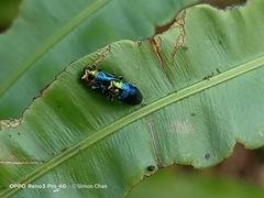 Endelus cupido