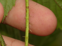Rubus semisetosus