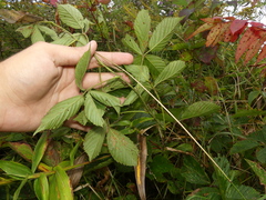 Rubus semisetosus