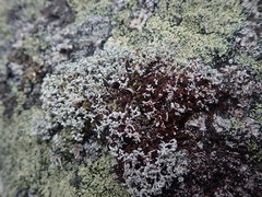 Stereocaulon corticatulum