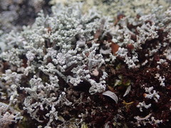 Stereocaulon corticatulum