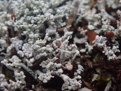 Stereocaulon corticatulum