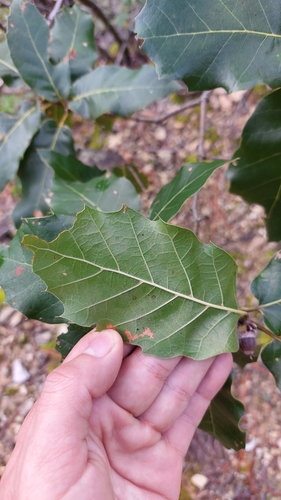 Quercus aerea