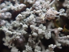 Stereocaulon corticatulum
