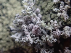 Stereocaulon corticatulum