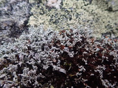 Stereocaulon corticatulum