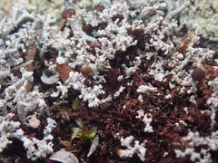 Stereocaulon corticatulum