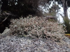 Stereocaulon corticatulum