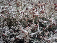 Stereocaulon corticatulum