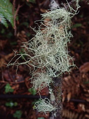 Usnea ciliifera