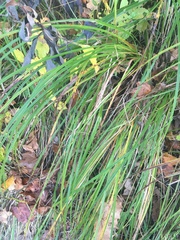 Carex retrorsa
