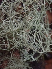 Usnea ciliifera