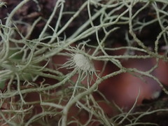 Usnea ciliifera