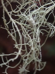 Usnea ciliifera
