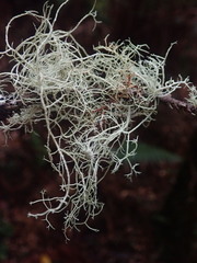 Usnea ciliifera