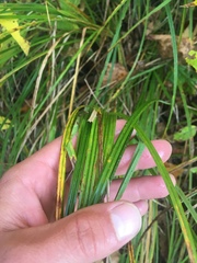 Carex retrorsa