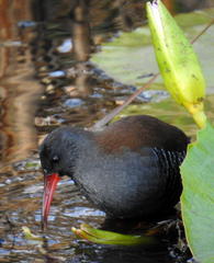 Rallus caerulescens