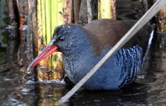 Rallus caerulescens