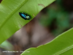 Endelus cupido
