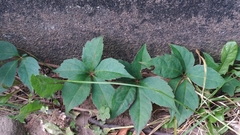 Parthenocissus quinquefolia