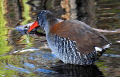 Rallus caerulescens