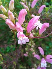 Lamourouxia dasyantha