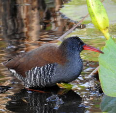 Rallus caerulescens