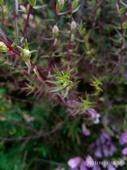 Lamourouxia dasyantha