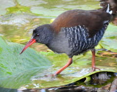 Rallus caerulescens