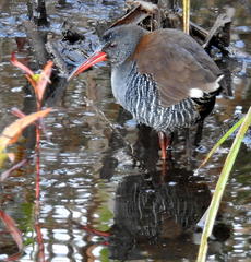 Rallus caerulescens
