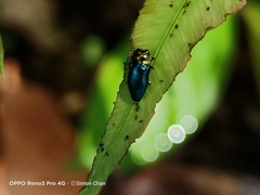 Endelus cupido