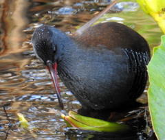 Rallus caerulescens