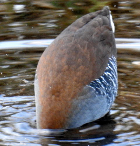 African Rail