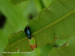 Endelus cupido