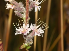Nabalus racemosus