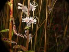 Nabalus racemosus