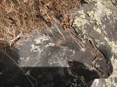 Festuca saximontana