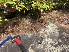 Festuca saximontana