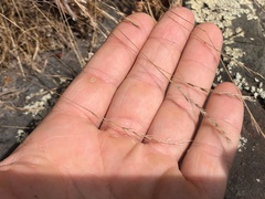 Festuca saximontana