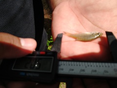Poecilia latipinna