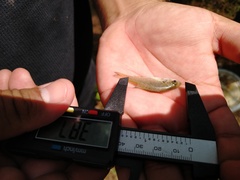 Poecilia latipinna