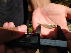 Poecilia latipinna