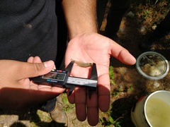 Poecilia latipinna