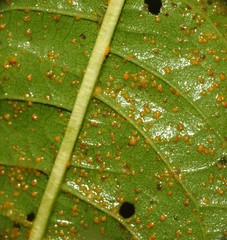 Puccinia vernoniae