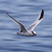 Red-billed Tropicbird - Photo (c) Tom Benson, some rights reserved (CC BY-NC), uploaded by Tom Benson