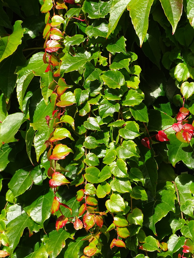 Parthenocissus tricuspidata