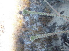 Leucadendron concavum