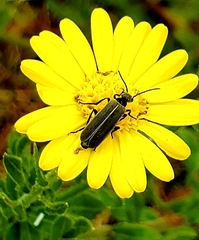 Epicauta heterodera