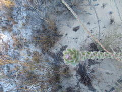Leucadendron concavum