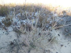 Leucadendron concavum